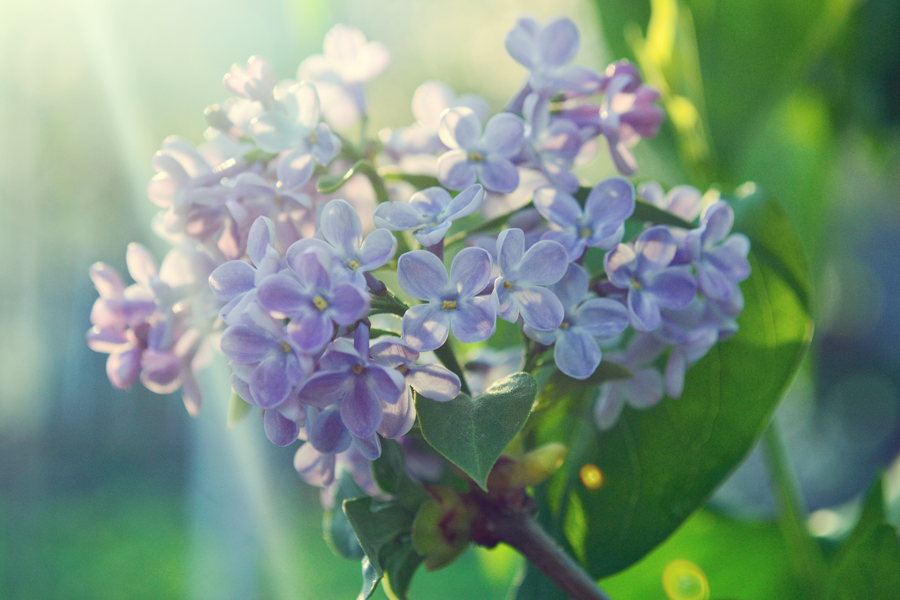 112822365_large_3303834_lilac_1.png